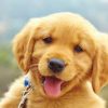 Beneficios en el desarrollo de la mascota con el mejor pienso para perros